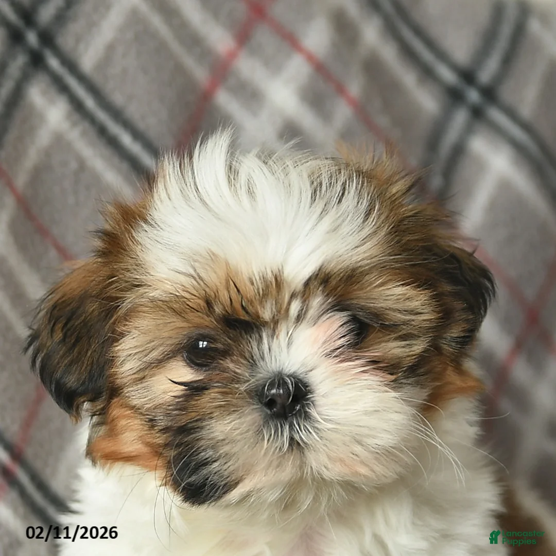 Shih Tzu dogs for sale: Velvet  - Ad 5