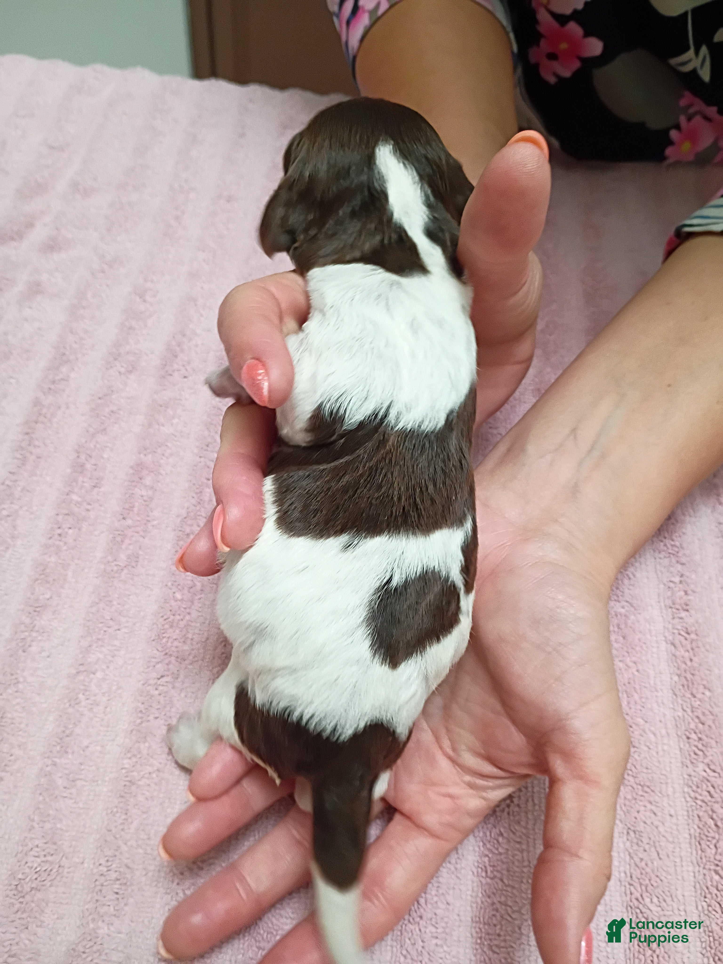 Brittany Spaniel dogs Brittany Spaniel 6 - Ad 2