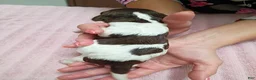 Brittany Spaniel dogs for sale: Brittany Spaniel 6 - Ad 2