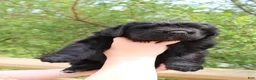 Newfoundland dogs for sale: Roly Poly - Ad 5