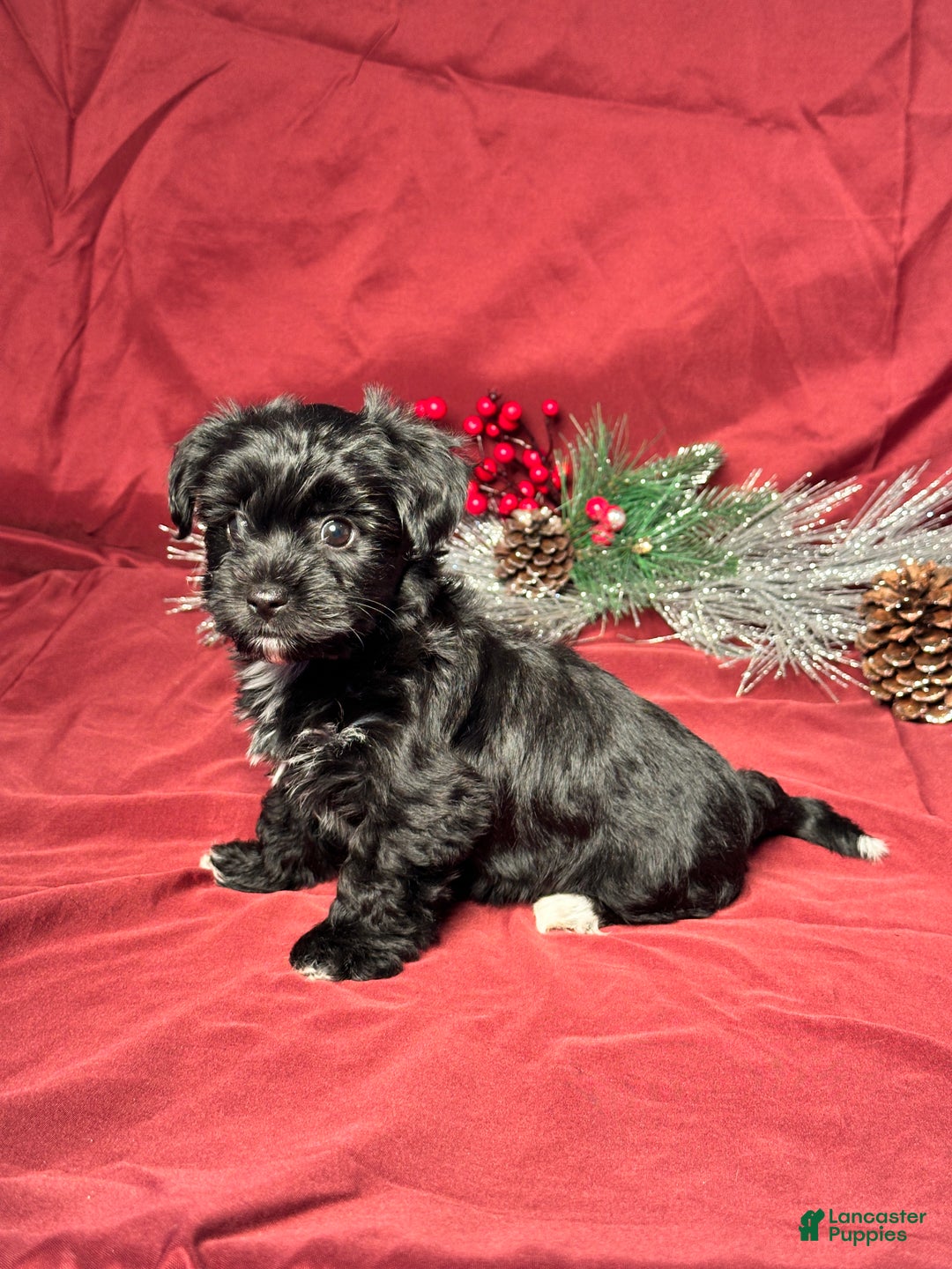 Yochon dogs for sale: Sophia - Ad 6