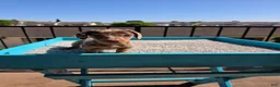 Miniature Dachshund dogs for sale: Oliver  - Ad 6