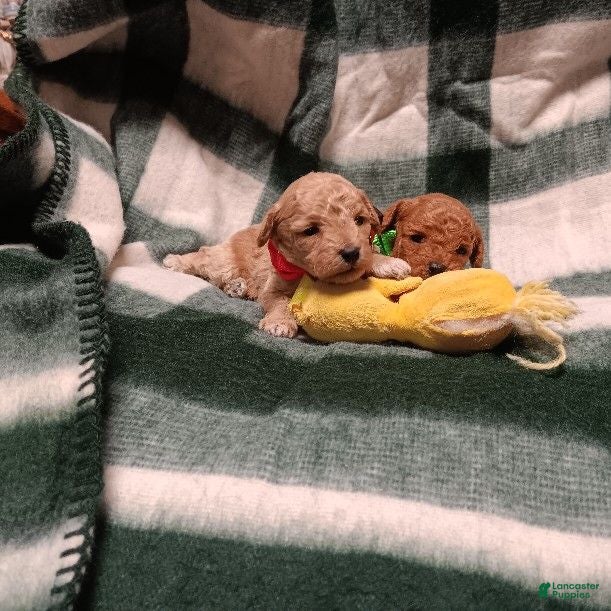 Toy Poodle dogs for sale: Toy Poodle 1 - Ad 1