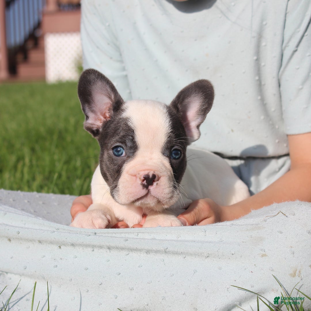 French Bulldog dogs for sale: Stiles - Ad 6