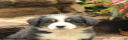 Australian Shepherd dogs for sale: Mars  - Ad 5