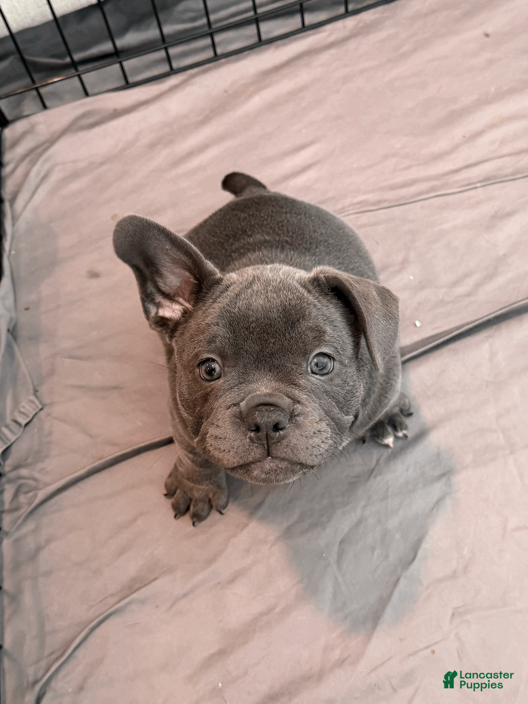 Mixed Breed dogs for sale: Blue Micro Bully Female - Ad 2