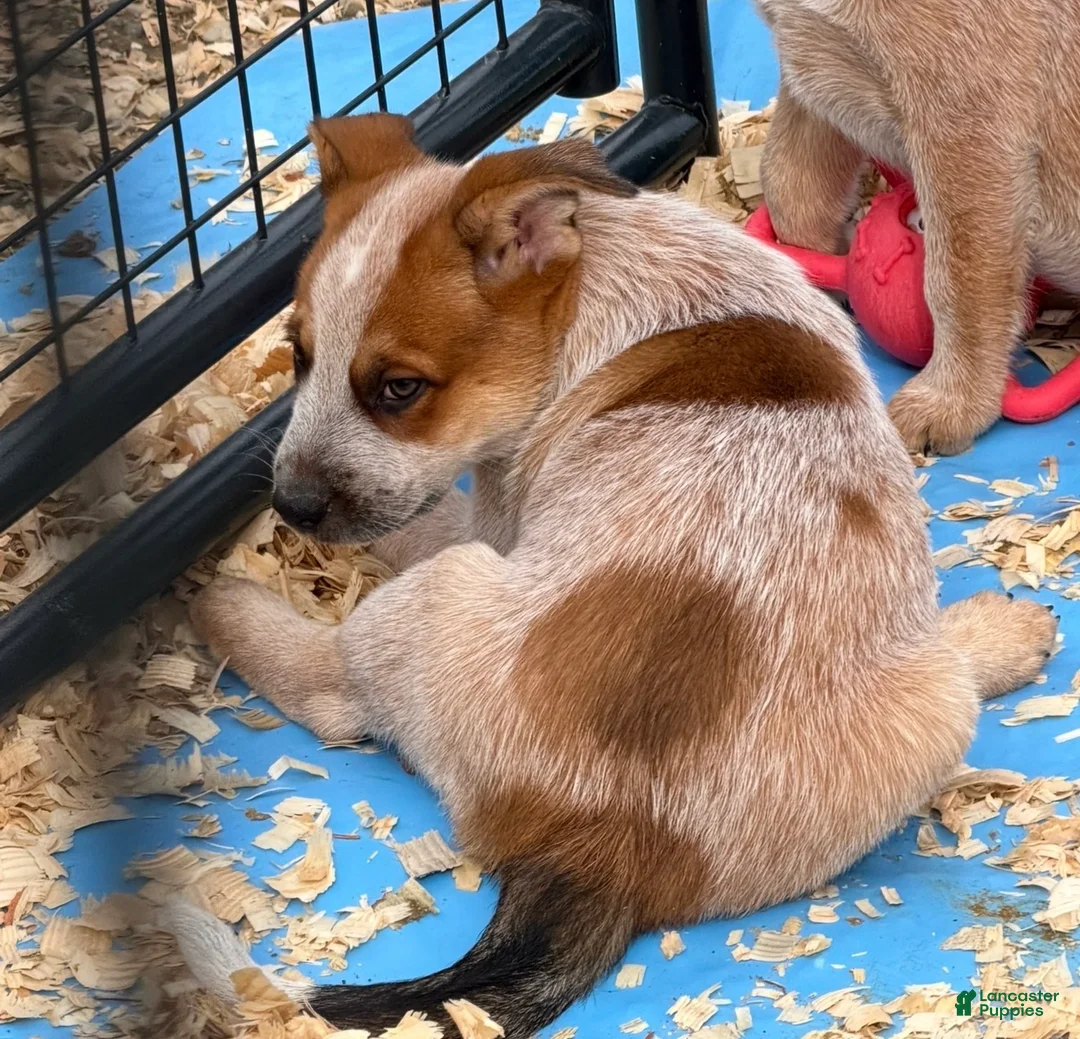 Australian Cattle Dog dogs for sale: Maddox - Ad 2
