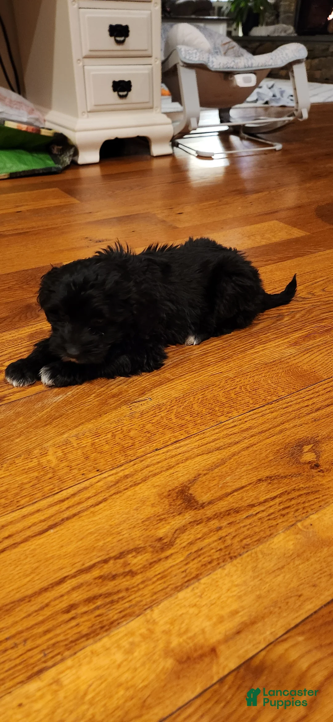 Portuguese Water Dog dogs for sale: Everest - Ad 6
