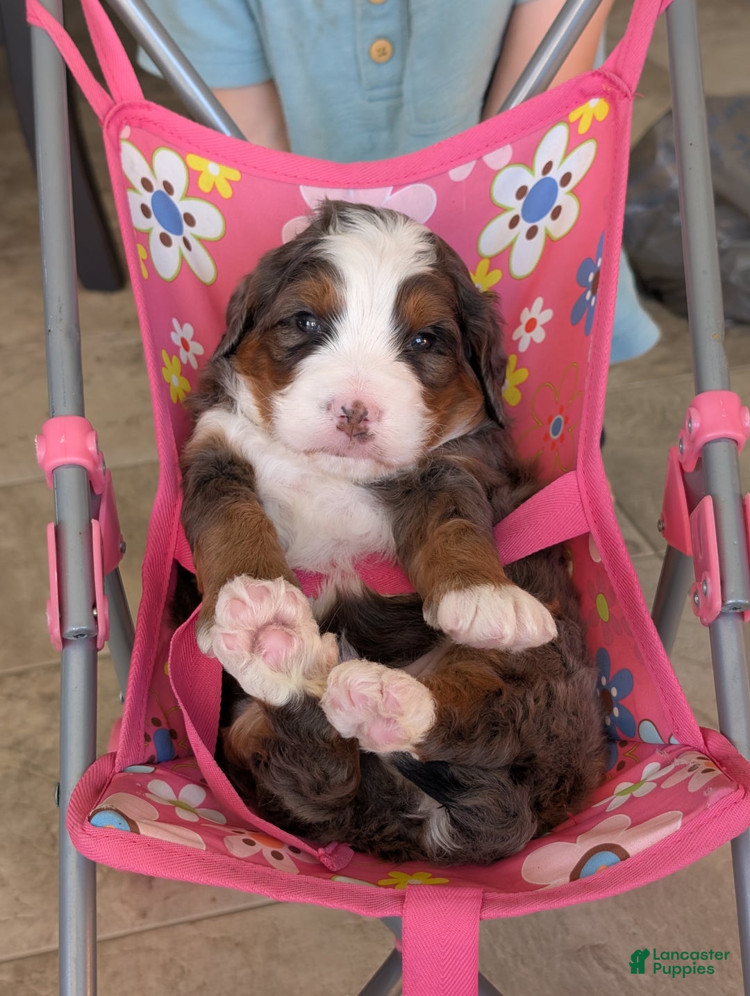 Mini Bernedoodle dogs for sale: Mini Marlo  - Ad 1