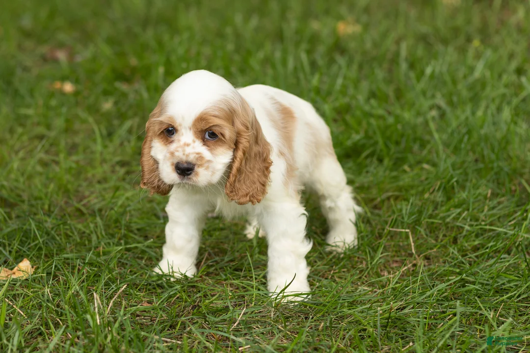Cocker Spaniel dogs for sale: Mia  - Ad 4