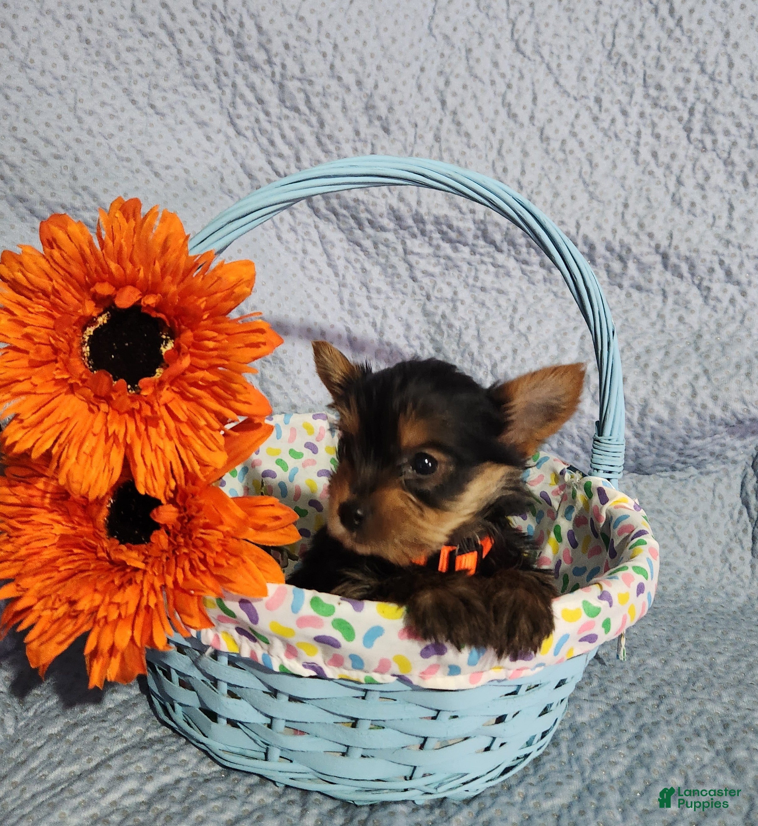 Yorkshire Terrier dogs Sally - Ad 1