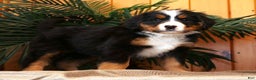 Bernese Mountain Dog dogs for sale: Jenny - Ad 3