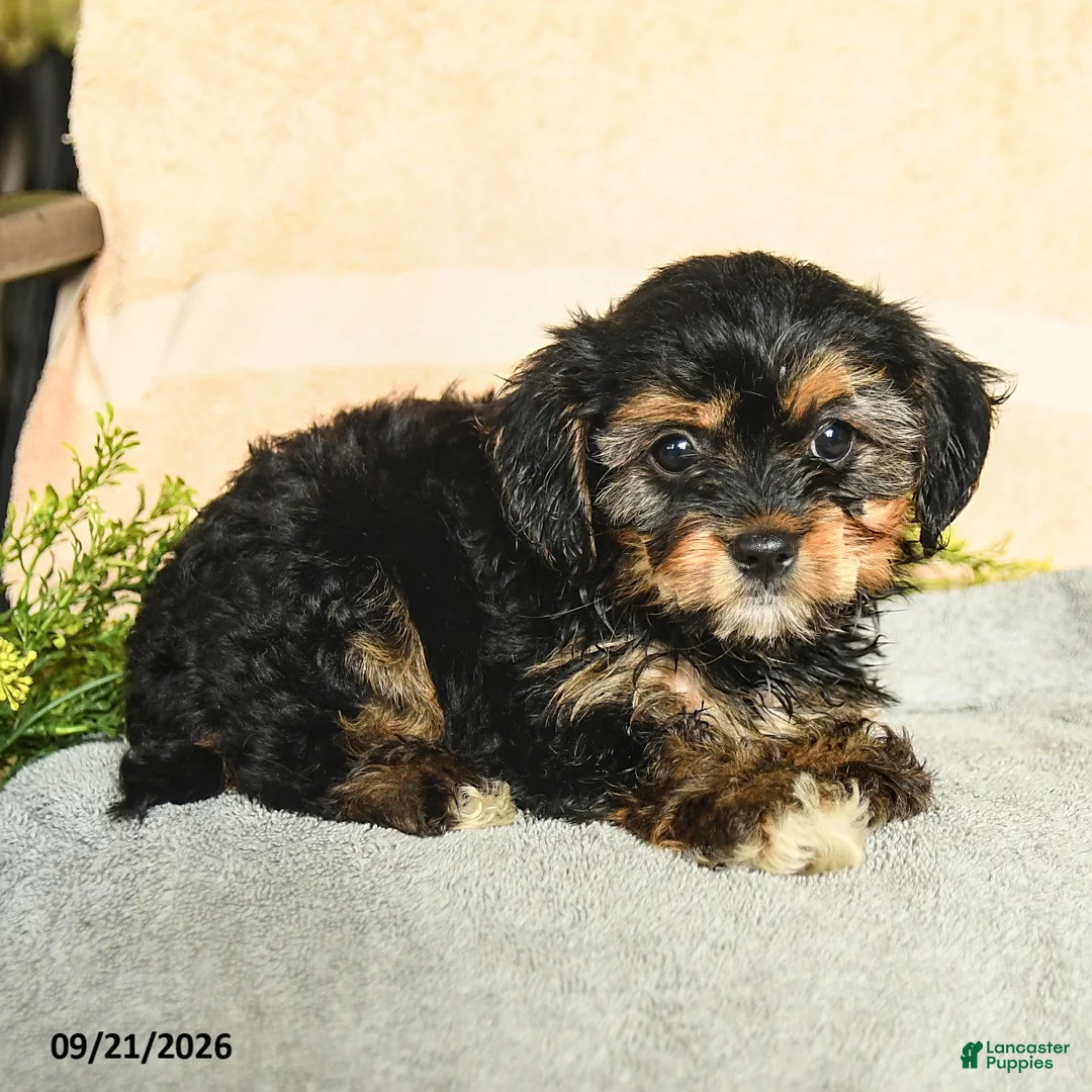 Mixed Breed dogs for sale: Melia - Ad 2
