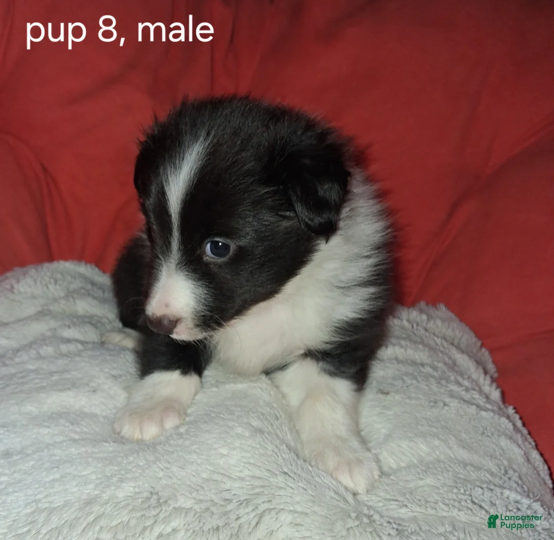 Shetland Sheepdog dogs for sale: Shetland Sheepdog Puppy 6 - Ad 2