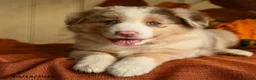 Australian Shepherd dogs for sale: Ginger - Ad 4