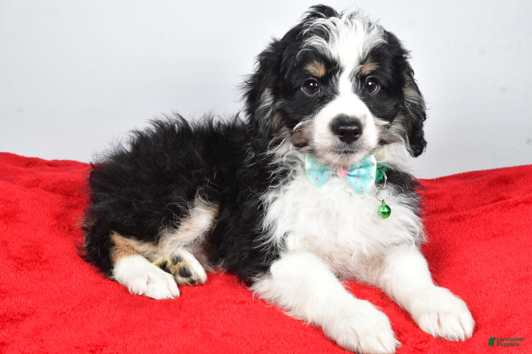 Mini Aussiedoodle dogs for sale: Lukas - Ad 9