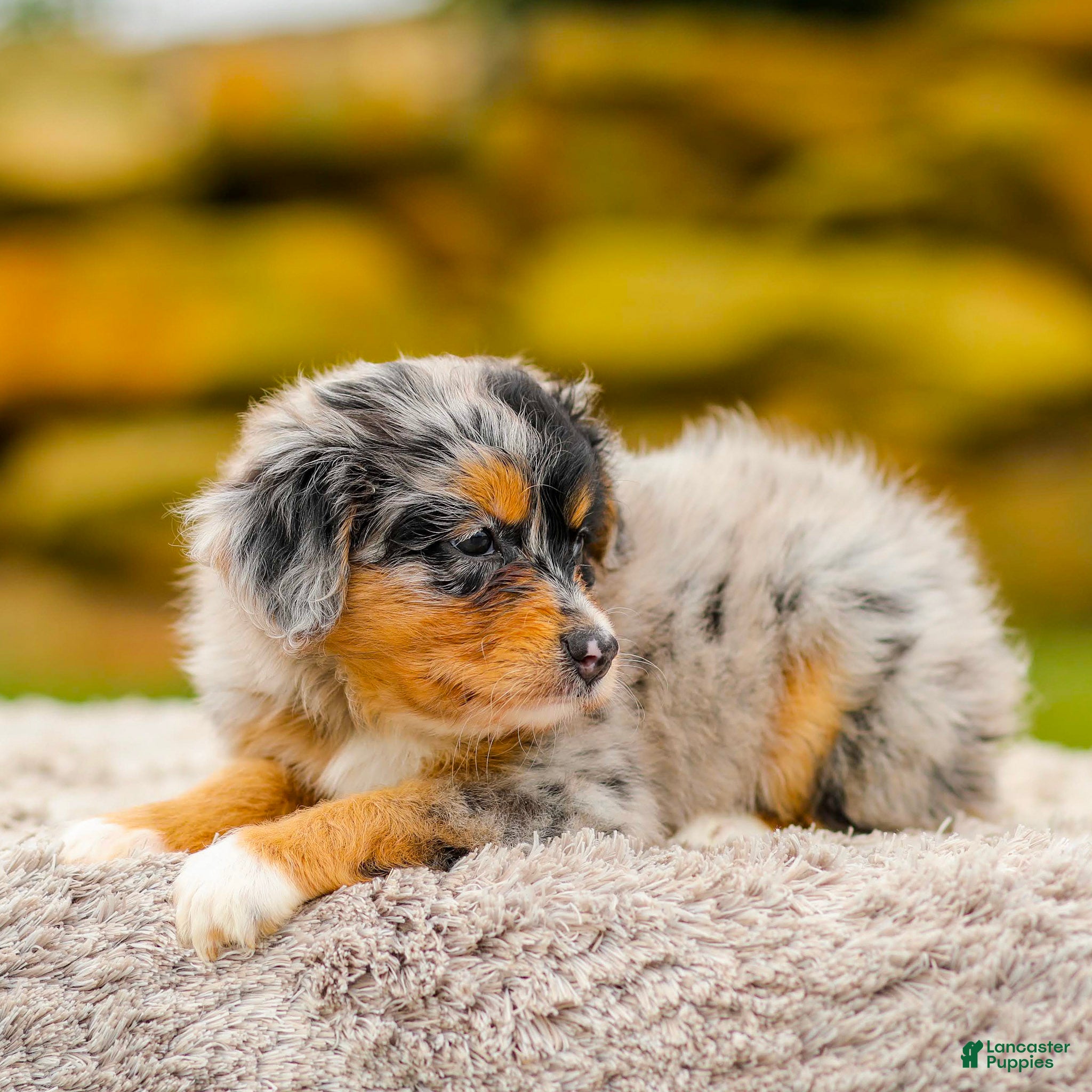 Mini Aussiedoodle dogs Heather - Ad 2