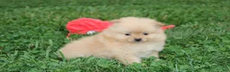Pomeranian dogs for sale: Finn - Ad 10