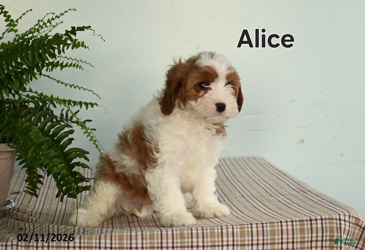 Cavapoo dogs Alice - Ad 2