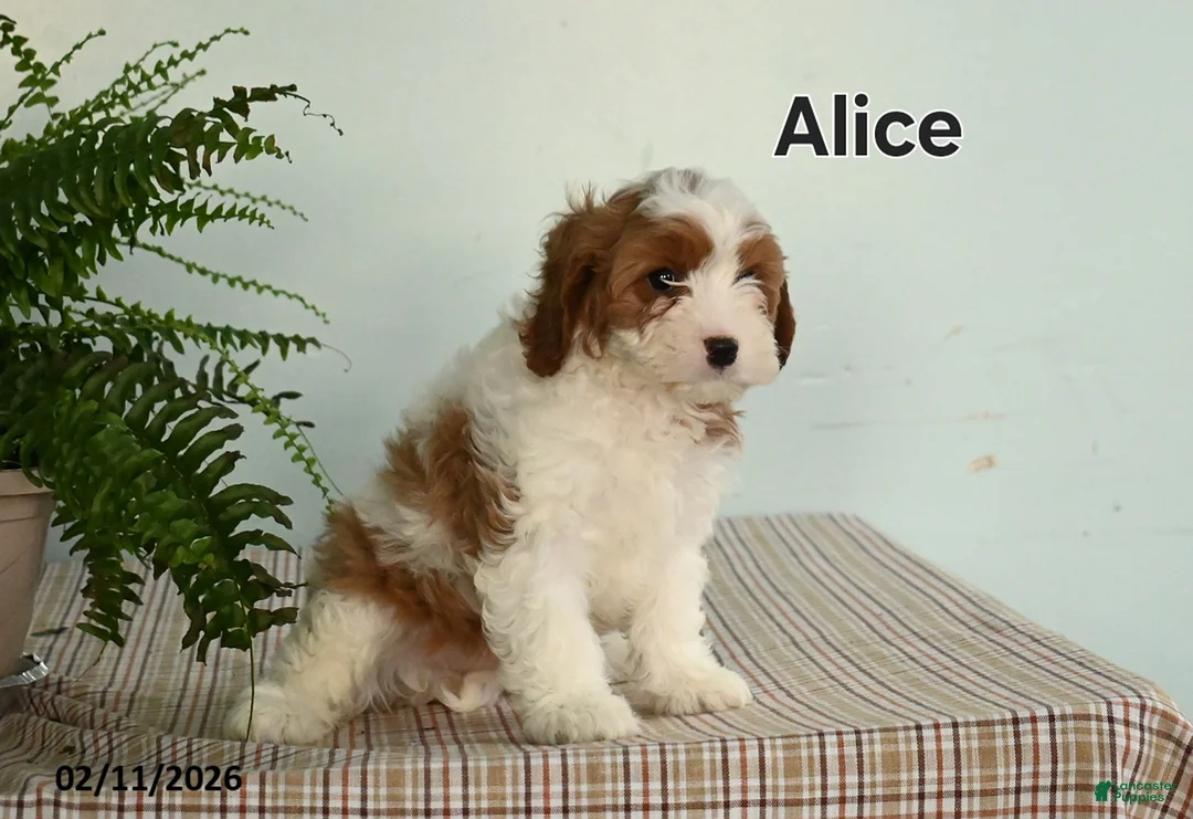 Cavapoo dogs for sale: Alice - Ad 2