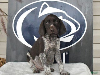 German Shorthaired Pointer dogs - Ad 5