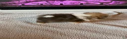 Pomeranian dogs for sale: Gazelle - Ad 5