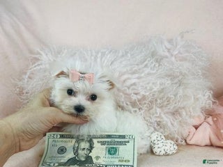 Maltese dogs - Ad 20