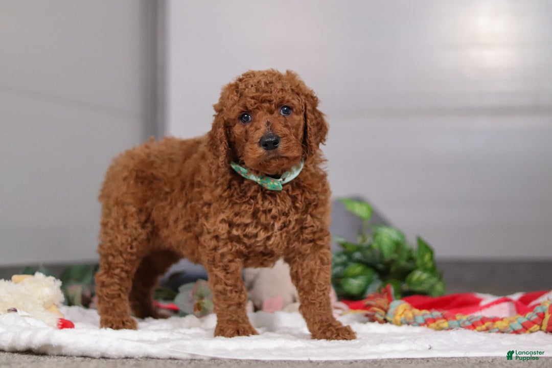 Standard Poodle dogs for sale: Bear - Ad 3
