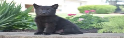 German Shepherd dogs for sale: Casper - Ad 1