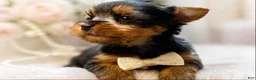 Yorkshire Terrier dogs for sale: Ralf 1.2 lbs on 8/28 - Ad 3