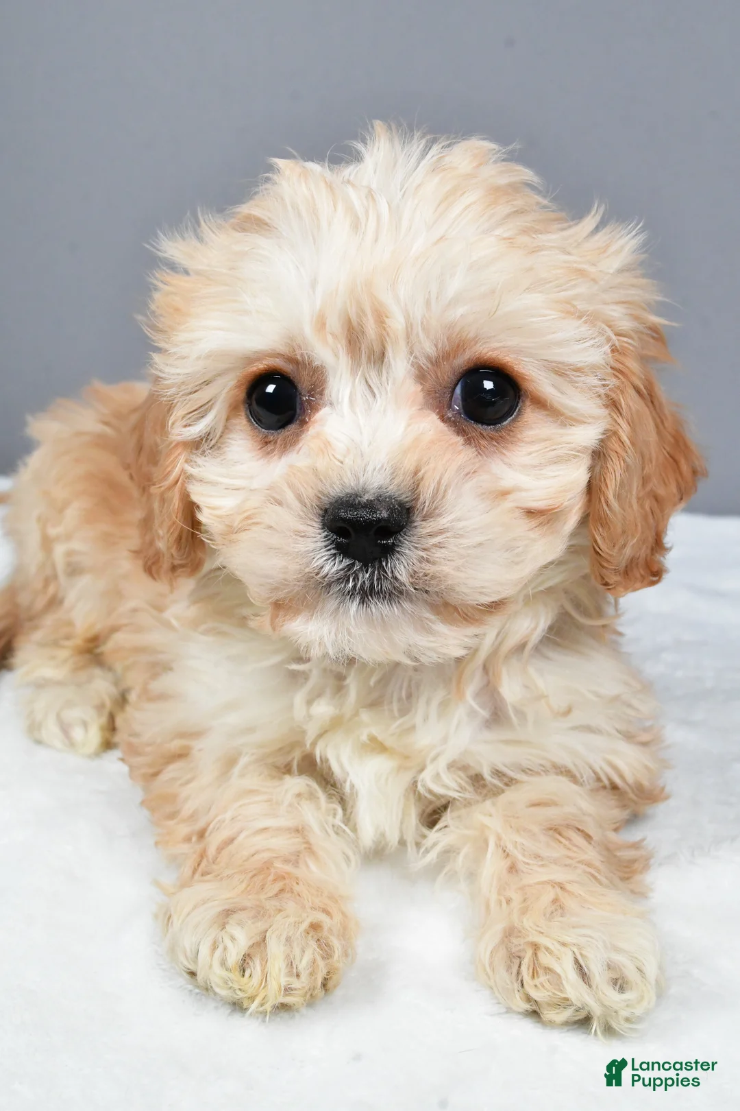 Cavachon dogs for sale: Ripley - Ad 4
