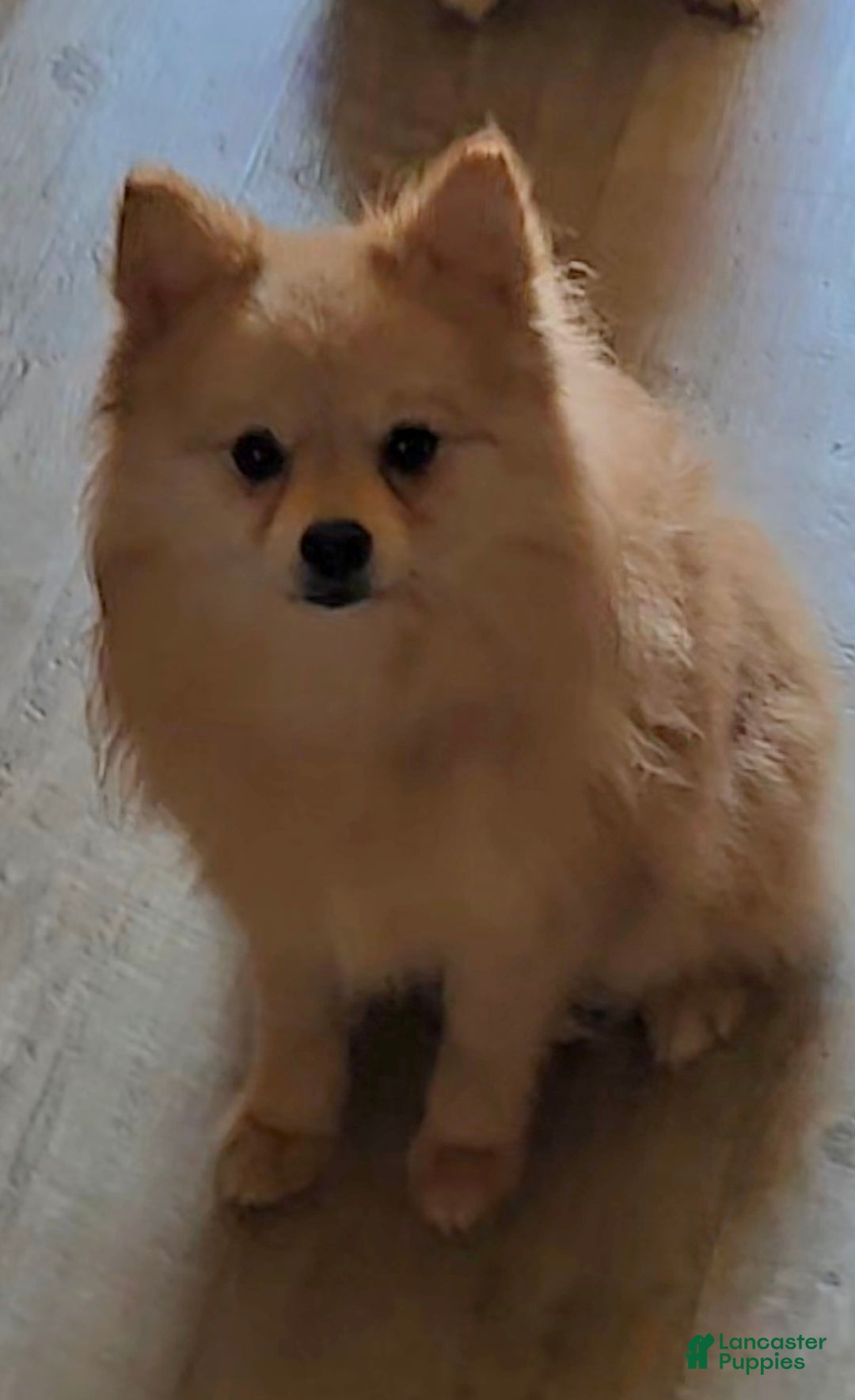 Pomeranian dogs for sale: Pomeranian Puppy 1 - Ad 1