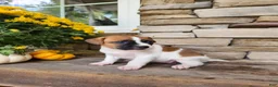 Rat Terrier dogs for sale: Dixie - Ad 2