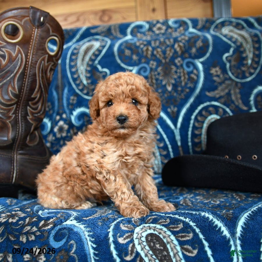 Cavapoo dogs Sherman - Ad 1