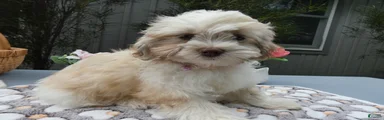 Teddy Bear 4 Tina