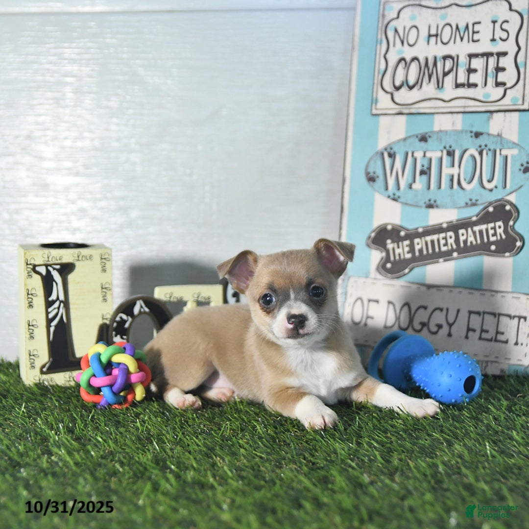 Chihuahua dogs for sale: Fritz - Ad 14