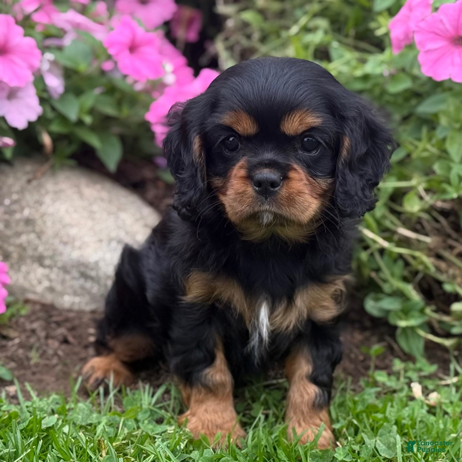 Cavalier King Charles Spaniel dogs Bonnie  - Ad 1