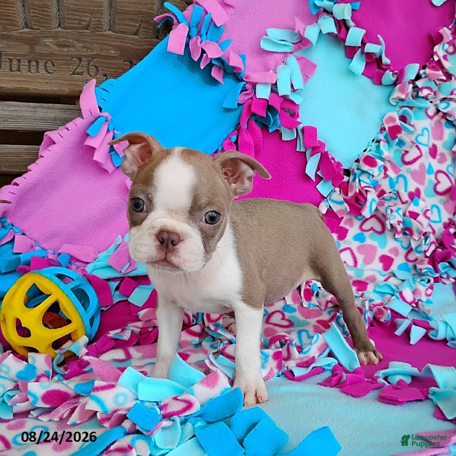 Boston Terrier dogs for sale: Rhapsody - Ad 3