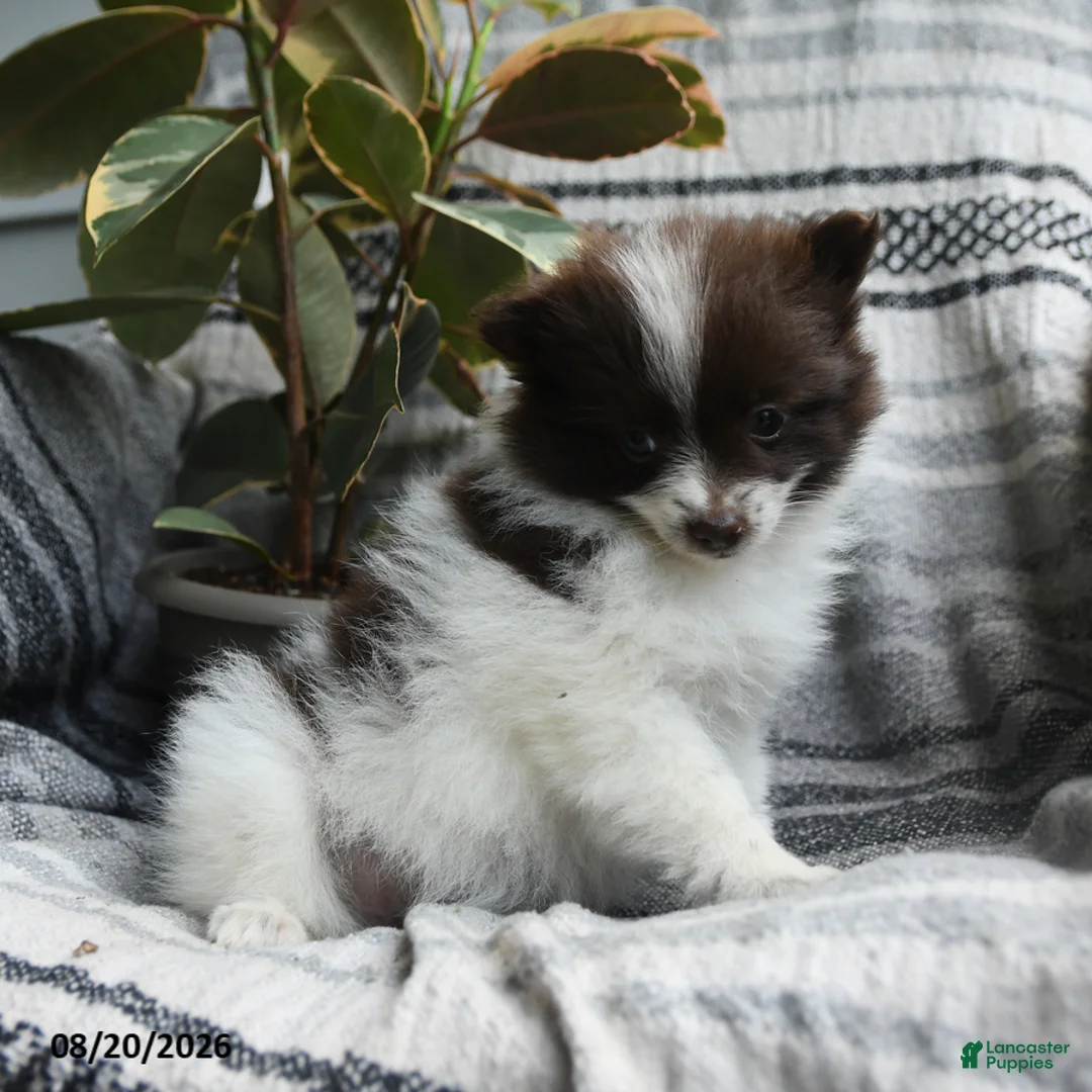 Pomeranian dogs for sale: Connie - Ad 3