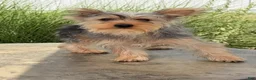 Yorkshire Terrier dogs for sale: Anita - Ad 4