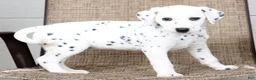 Dalmatian dogs for sale: Tasha - Ad 6