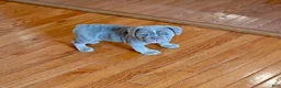 Olde English Bulldogge dogs for sale: Olde English Bulldogge 2 - Ad 4