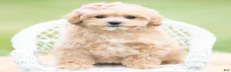 Maltipoo dogs for sale: Cookie - Ad 5