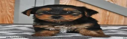 Mixed Breed dogs for sale: Allen - Ad 3