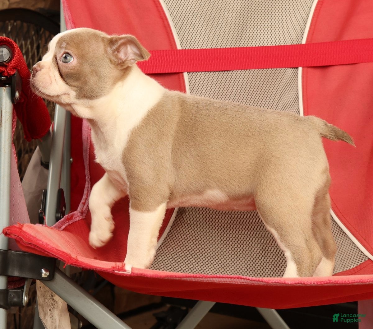 Boston Terrier dogs for sale: Cammie - Ad 9