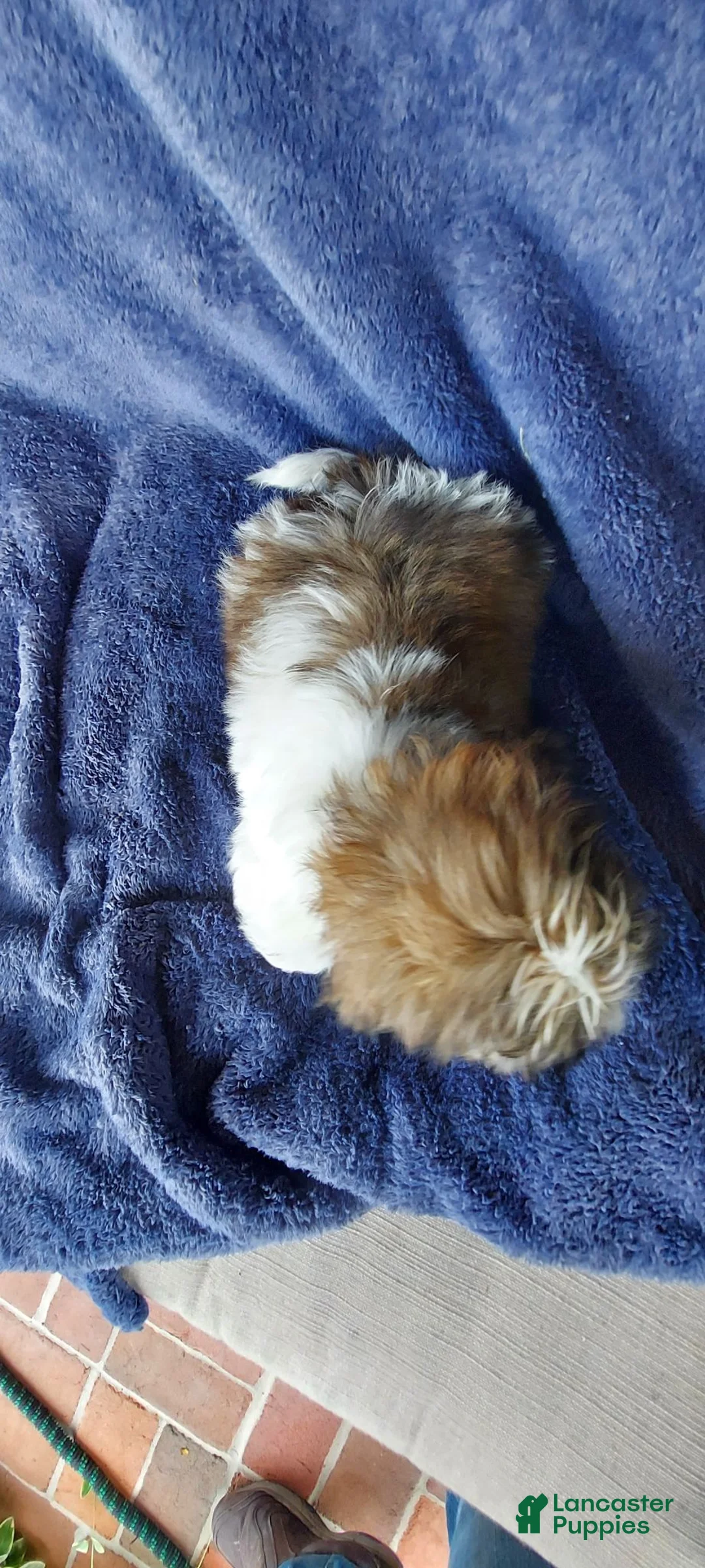 Shih Tzu dogs for sale: BILLY - Ad 5