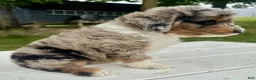 Mini Aussiedoodle dogs for sale: Meatball - Ad 6