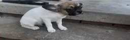 Frug dogs for sale: Olive - Ad 2