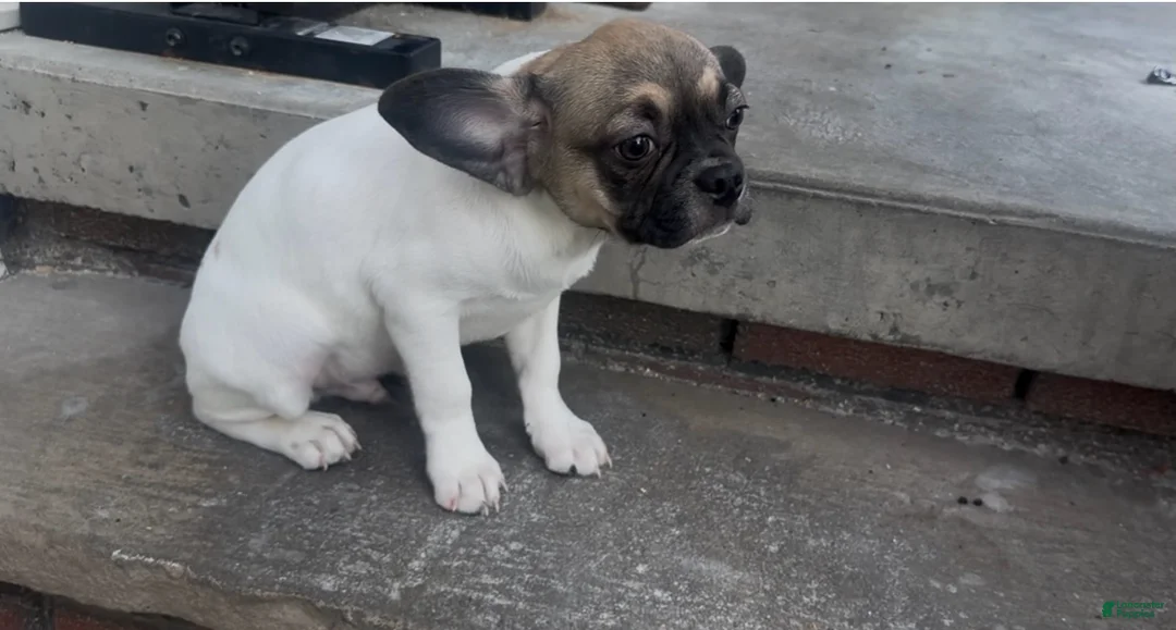 Frug dogs for sale: Olive - Ad 2