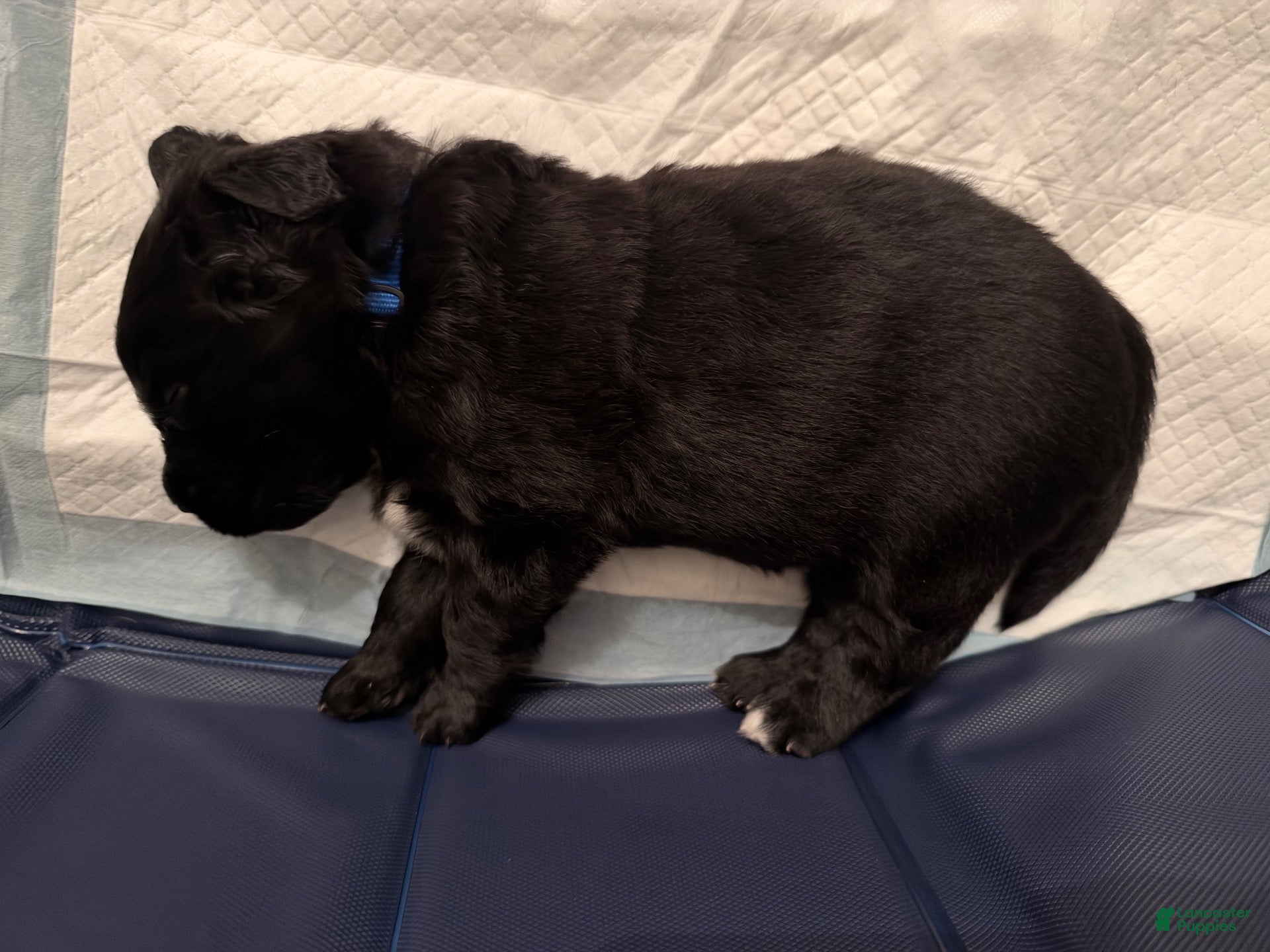Mixed Breed dogs for sale: Blue collar - Ad 22